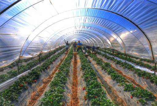 Μετά τον ΟΠΕΚΕΠΕ σκάνδαλο και στον ΕΛΓΑ: Αποζημιώθηκαν για θερμοκήπια που δεν είχαν