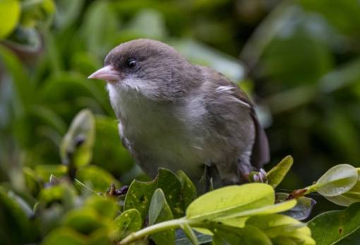 Το σπάνιο πτηνό που απειλείται με εξαφάνιση από τα… κουνούπια