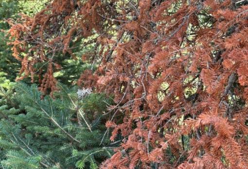 Το σύνδρομο της νεκρής ελάτης