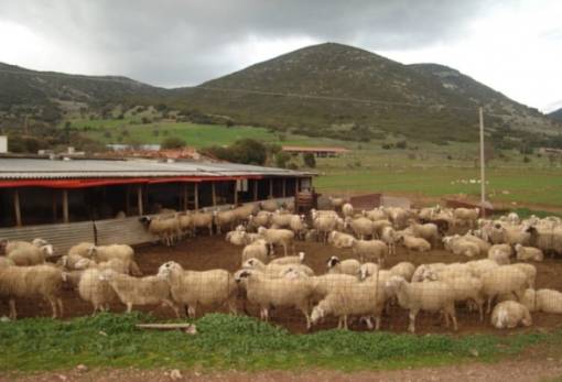 Παράταση έως το 2027 για κτηνοτροφικές εγκαταστάσεις σε δασικές εκτάσεις