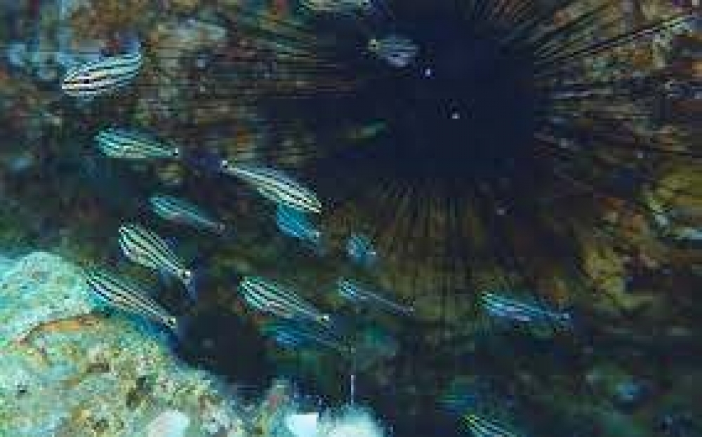 &Xi;&epsilon;&nu;&iota;&kappa;ό &epsilon;ί&delta;&omicron;&sigmaf; &psi;&alpha;&rho;&iota;&omicron;ύ &epsilon;&nu;&tau;&omicron;&pi;ί&sigma;&tau;&eta;&kappa;&epsilon; &sigma;&tau;&eta; &Rho;ό&delta;&omicron;