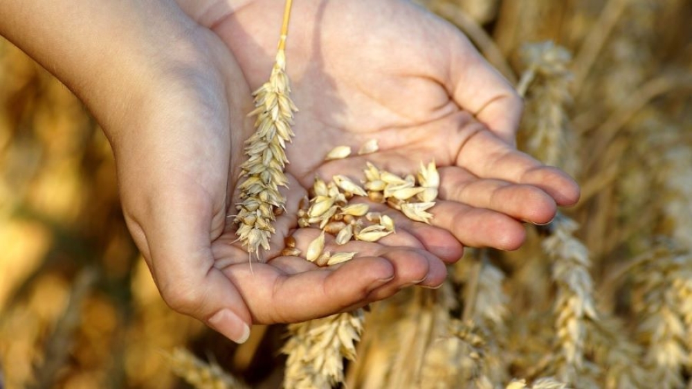 &Alpha;&upsilon;&xi;&eta;&mu;έ&nu;&eta; &eta; έ&kappa;&theta;&epsilon;&sigma;&eta; &sigma;&tau;&iota;&sigmaf; &epsilon;&pi;&iota;&beta;&lambda;&alpha;&beta;&epsilon;ί&sigmaf; &tau;&omicron;&xi;ί&nu;&epsilon;&sigmaf; &lambda;ό&gamma;&omega; &kappa;&lambda;&iota;&mu;&alpha;&tau;&iota;&kappa;ή&sigmaf; &alpha;&lambda;&lambda;&alpha;&gamma;ή&sigmaf;