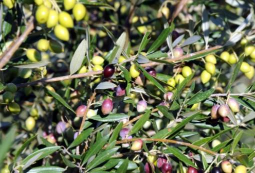 Προβληματισμοί για τα αγροτικά ζητήματα στον Δήμο Ανατολικής Μάνης