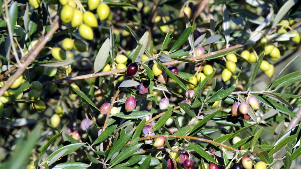 &Pi;&rho;&omicron;&beta;&lambda;&eta;&mu;&alpha;&tau;&iota;&sigma;&mu;&omicron;ί &gamma;&iota;&alpha; &tau;&alpha; &alpha;&gamma;&rho;&omicron;&tau;&iota;&kappa;ά &zeta;&eta;&tau;ή&mu;&alpha;&tau;&alpha; &sigma;&tau;&omicron;&nu; &Delta;ή&mu;&omicron; &Alpha;&nu;&alpha;&tau;&omicron;&lambda;&iota;&kappa;ή&sigmaf; &Mu;ά&nu;&eta;&sigmaf;