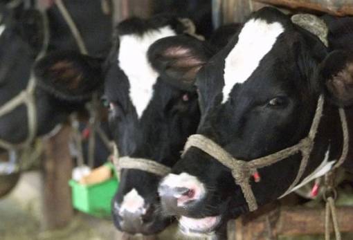 Πελοποννησιακή ανησυχία και μέτρα για το βακτήριο του άνθρακα