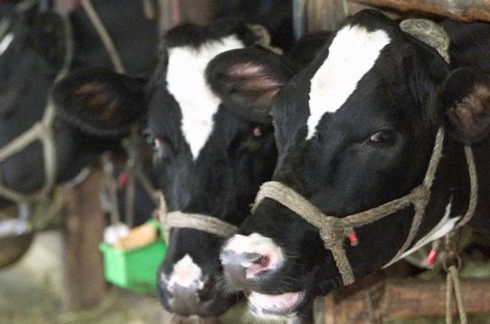 &Pi;&epsilon;&lambda;&omicron;&pi;&omicron;&nu;&nu;&eta;&sigma;&iota;&alpha;&kappa;ή &alpha;&nu;&eta;&sigma;&upsilon;&chi;ί&alpha; &kappa;&alpha;&iota; &mu;έ&tau;&rho;&alpha; &gamma;&iota;&alpha; &tau;&omicron; &beta;&alpha;&kappa;&tau;ή&rho;&iota;&omicron; &tau;&omicron;&upsilon; ά&nu;&theta;&rho;&alpha;&kappa;&alpha;