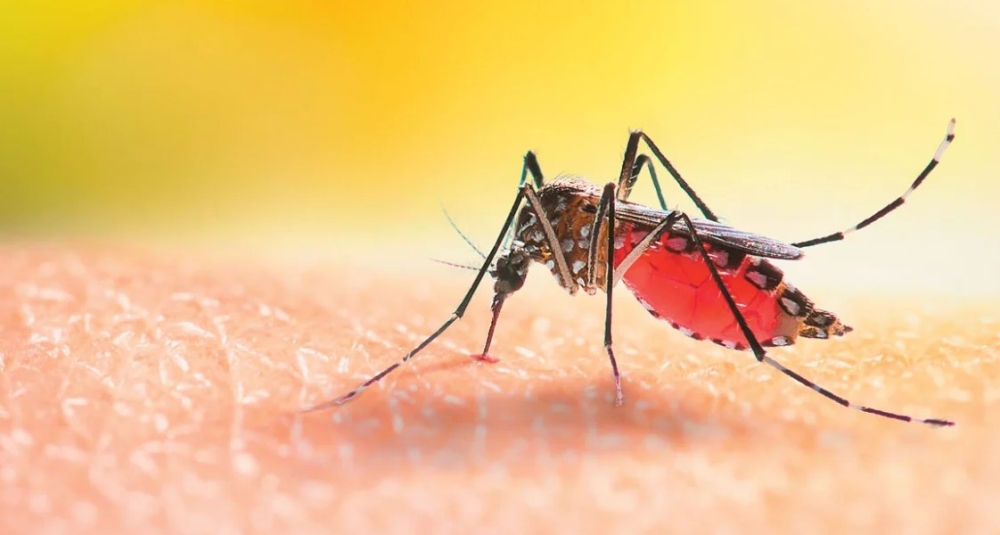 &Kappa;&omicron;&upsilon;&nu;&omicron;ύ&pi;&iota;&alpha; &epsilon;&nu;&tau;&omicron;&pi;ί&sigma;&tau;&eta;&kappa;&alpha;&nu; &gamma;&iota;&alpha; &pi;&rho;ώ&tau;&eta; &phi;&omicron;&rho;ά &sigma;&tau;&eta;&nu; &Iota;&sigma;&lambda;&alpha;&nu;&delta;ί&alpha;