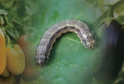 Επιβλαβές έντομο για τους αγρούς εμφανίστηκε και στη Λακωνία