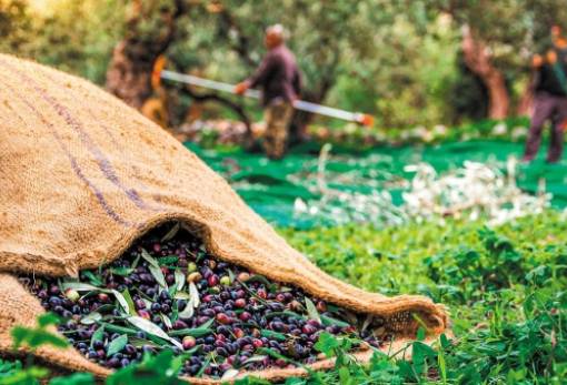 Ελαιοκομικό Μητρώο: Τρέχει η προθεσμία για τους παραγωγούς