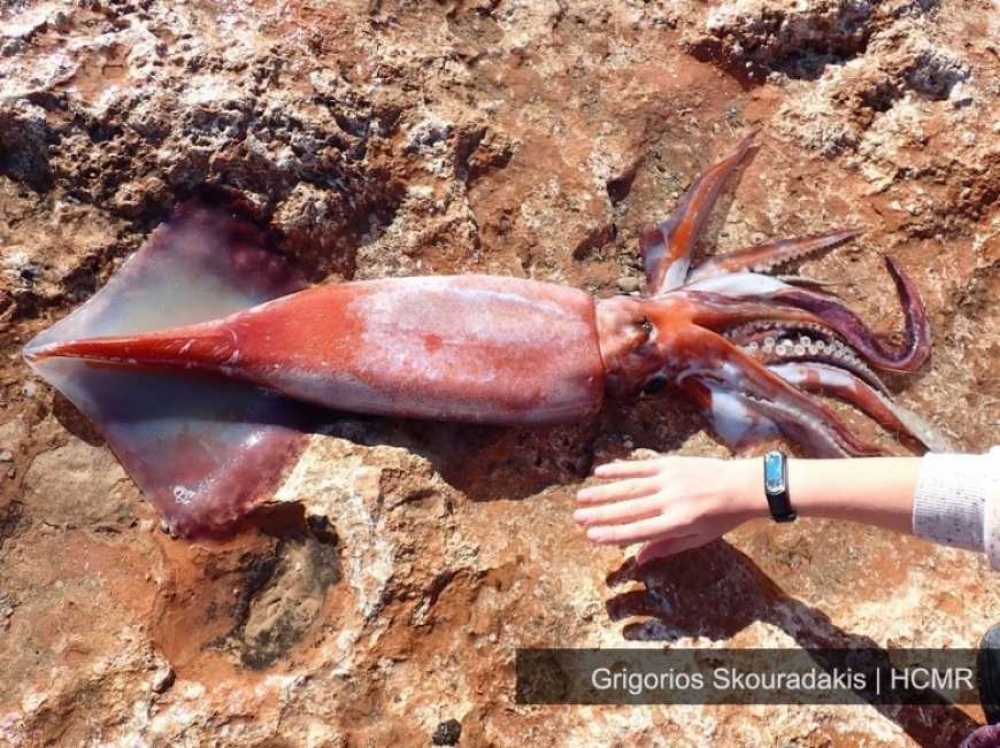 &Sigma;&pi;ά&nu;&iota;&omicron; &kappa;&alpha;&lambda;&alpha;&mu;ά&rho;&iota; &epsilon;&nu;ό&sigmaf; &mu;έ&tau;&rho;&omicron;&upsilon; &xi;&epsilon;&beta;&rho;ά&sigma;&tau;&eta;&kappa;&epsilon; &sigma;&tau;&eta;&nu; &Kappa;&rho;ή&tau;&eta;