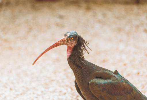 Επιστήμονες μαθαίνουν σε πτηνό που είχε εξαφανιστεί εδώ και 300 χρόνια να μεταναστεύει
