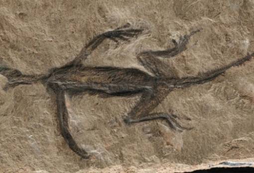 Πλαστό αποδείχθηκε απολίθωμα ερπετού 280 εκατομμυρίων ετών