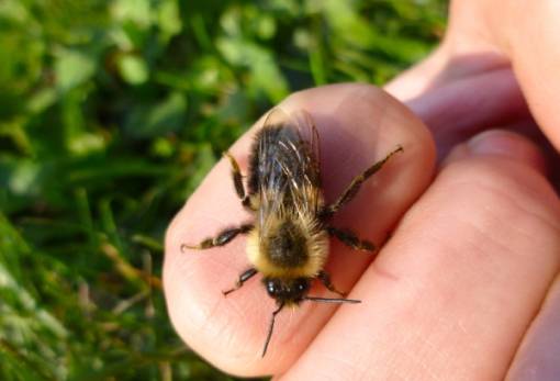 Αλλεργία και αναφυλακτικό σοκ από τσίμπημα μέλισσας