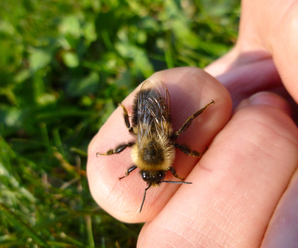 &Alpha;&lambda;&lambda;&epsilon;&rho;&gamma;ί&alpha; &kappa;&alpha;&iota; &alpha;&nu;&alpha;&phi;&upsilon;&lambda;&alpha;&kappa;&tau;&iota;&kappa;ό &sigma;&omicron;&kappa; &alpha;&pi;ό &tau;&sigma;ί&mu;&pi;&eta;&mu;&alpha; &mu;έ&lambda;&iota;&sigma;&sigma;&alpha;&sigmaf;