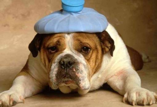 Χνουδωτές διαδρομές: Επικίνδυνη Άνοιξη και κάμπιες