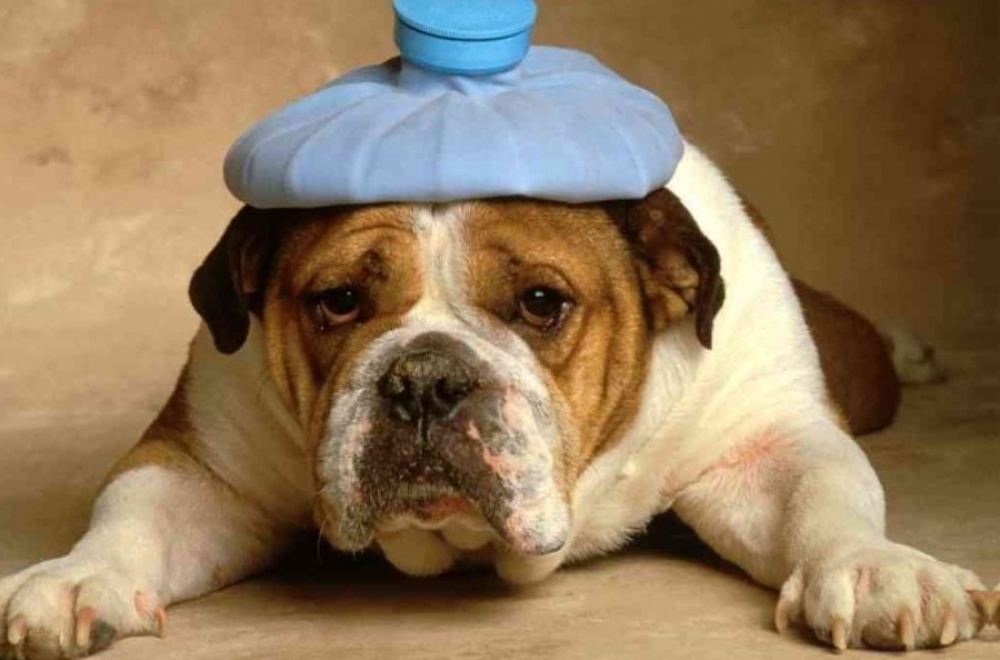 &Chi;&nu;&omicron;&upsilon;&delta;&omega;&tau;έ&sigmaf; &delta;&iota;&alpha;&delta;&rho;&omicron;&mu;έ&sigmaf;: &Epsilon;&pi;&iota;&kappa;ί&nu;&delta;&upsilon;&nu;&eta; Ά&nu;&omicron;&iota;&xi;&eta; &kappa;&alpha;&iota; &kappa;ά&mu;&pi;&iota;&epsilon;&sigmaf;