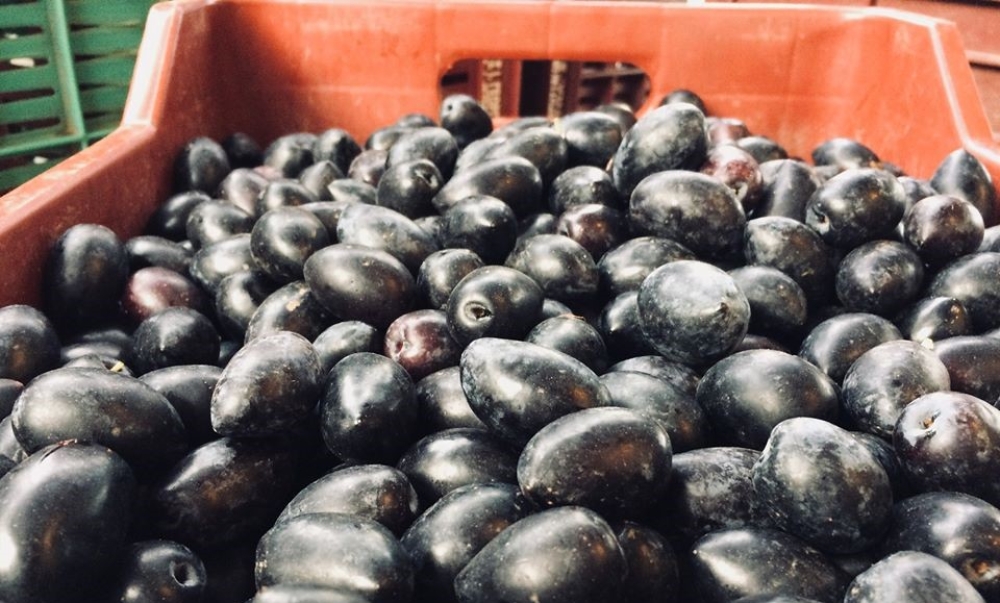 &Omicron;&iota; &tau;&epsilon;&lambda;&epsilon;&upsilon;&tau;&alpha;ί&epsilon;&sigmaf; &sigma;&upsilon;&mu;&phi;&omega;&nu;ί&epsilon;&sigmaf; &gamma;&iota;&alpha; &Kappa;&alpha;&lambda;&alpha;&mu;ώ&nu; &kappa;&alpha;&iota; &epsilon;&lambda;&alpha;&iota;ό&lambda;&alpha;&delta;&omicron; &sigma;&tau;&eta; &Lambda;&alpha;&kappa;&omega;&nu;ί&alpha;