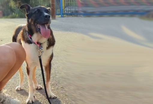 Χνουδωτές Διαδρομές: Η Casablanca ψάχνει για το παντοτινό σπίτι της!