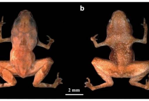 Ανακαλύφθηκε νέο είδος μικροσκοπικού βατράχου