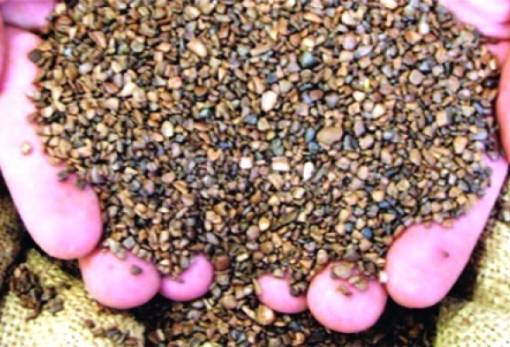 Έκλεψε 170 κιλά πυρηνόξυλο και συνελήφθη στη Σπάρτη