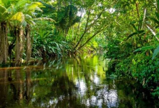 Ίση με «μια Ελβετία» είναι η έκταση των τροπικών δασών που αποψιλώθηκαν το 2022