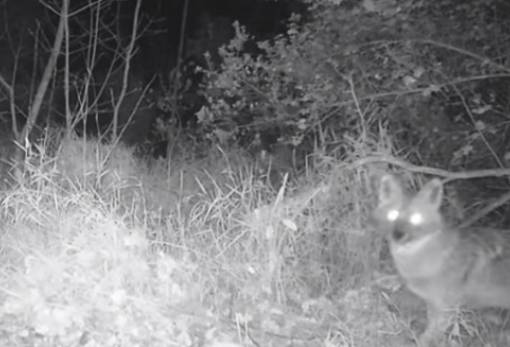 Τσακάλια «έπιασε» η κάμερα στον Ταΰγετο (VIDEO)