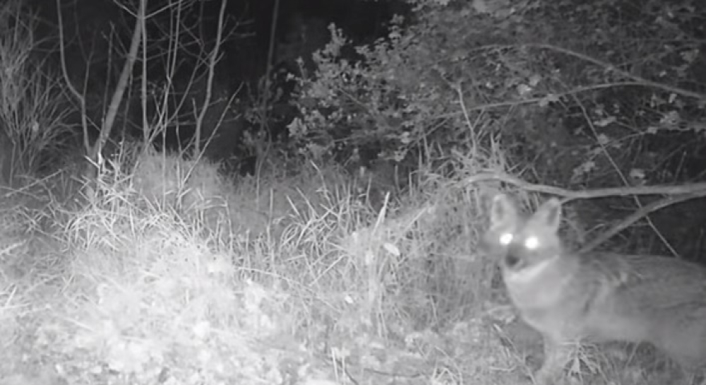 &Tau;&sigma;&alpha;&kappa;ά&lambda;&iota;&alpha; &laquo;έ&pi;&iota;&alpha;&sigma;&epsilon;&raquo; &eta; &kappa;ά&mu;&epsilon;&rho;&alpha; &sigma;&tau;&omicron;&nu; &Tau;&alpha;ΰ&gamma;&epsilon;&tau;&omicron; (VIDEO)