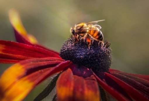 Η κλιματική αλλαγή έφερε κόκκινες «μέλισσες νάνους» στην Ευρώπη