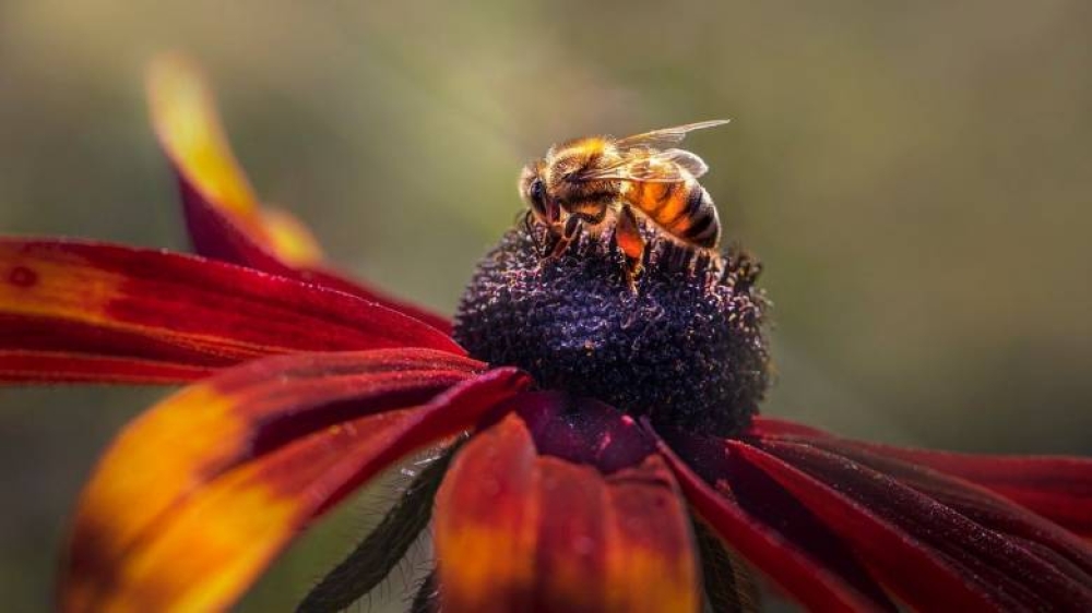 &Eta; &kappa;&lambda;&iota;&mu;&alpha;&tau;&iota;&kappa;ή &alpha;&lambda;&lambda;&alpha;&gamma;ή έ&phi;&epsilon;&rho;&epsilon; &kappa;ό&kappa;&kappa;&iota;&nu;&epsilon;&sigmaf; &laquo;&mu;έ&lambda;&iota;&sigma;&sigma;&epsilon;&sigmaf; &nu;ά&nu;&omicron;&upsilon;&sigmaf;&raquo; &sigma;&tau;&eta;&nu; &Epsilon;&upsilon;&rho;ώ&pi;&eta;