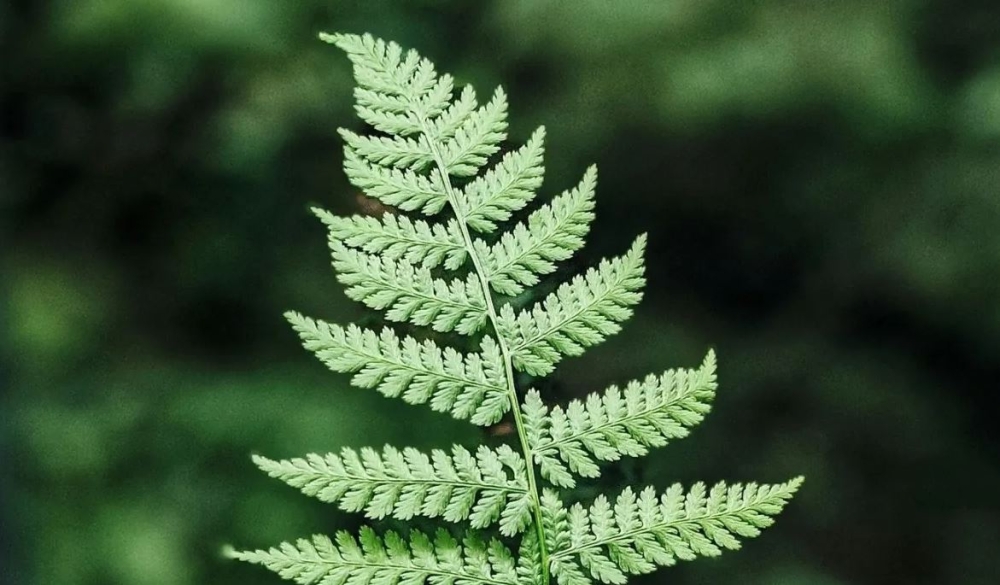 &Eta; &tau;&epsilon;&chi;&nu;&eta;&tau;ή &nu;&omicron;&eta;&mu;&omicron;&sigma;ύ&nu;&eta; &laquo;&delta;&iota;&alpha;&beta;ά&zeta;&epsilon;&iota;&raquo; &tau;&omicron; DNA &kappa;&alpha;&iota; &alpha;&lambda;&lambda;ά&zeta;&epsilon;&iota; &tau;&omicron; &mu;έ&lambda;&lambda;&omicron;&nu; &tau;&omega;&nu; &phi;&upsilon;&tau;ώ&nu;