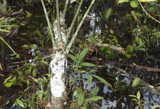 Ανακάλυψη στην Αμαζονία: Φυτό από την εποχή των δεινοσαύρων βρέθηκε στο Περού