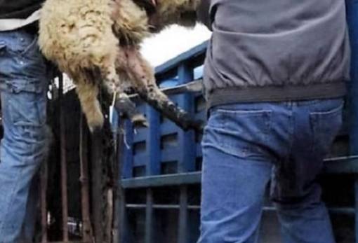 Ζωοκλέφτες «αφάνισαν» κοπάδι στην Παλαιοπαναγιά