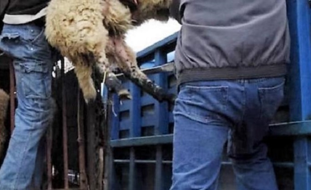 &Zeta;&omega;&omicron;&kappa;&lambda;έ&phi;&tau;&epsilon;&sigmaf; &laquo;&alpha;&phi;ά&nu;&iota;&sigma;&alpha;&nu;&raquo; &kappa;&omicron;&pi;ά&delta;&iota; &sigma;&tau;&eta;&nu; &Pi;&alpha;&lambda;&alpha;&iota;&omicron;&pi;&alpha;&nu;&alpha;&gamma;&iota;ά