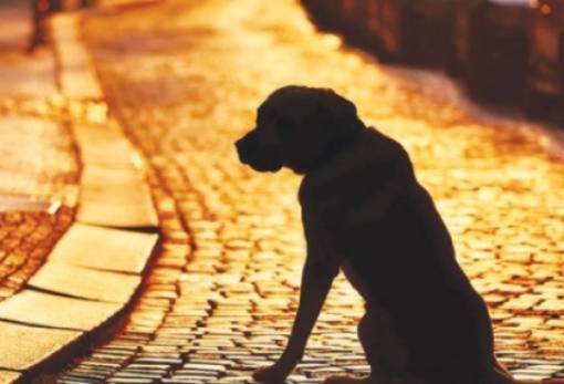 Σύλληψη και πρόστιμο για παραμέληση σκύλου στη Σπάρτη