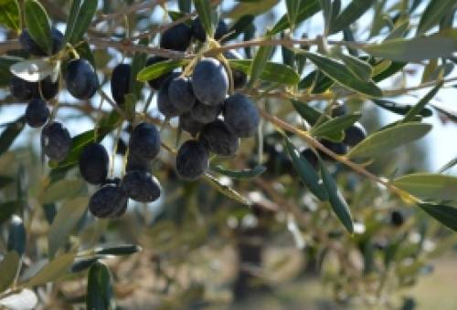 Κλυδωνισμοί για τη συρρίκνωση του ΠΟΠ «Καλαμάτα»