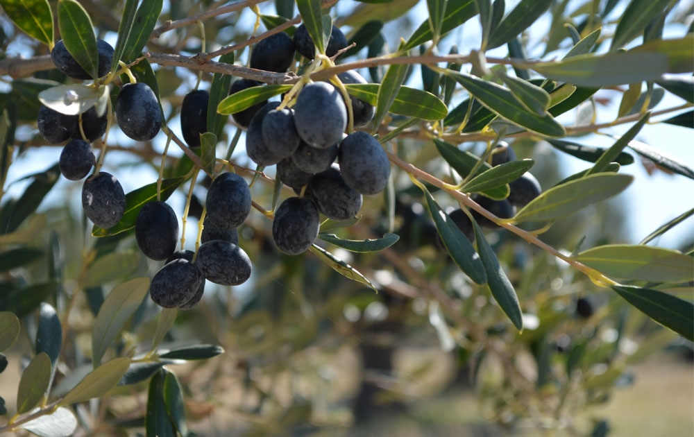 &Kappa;&lambda;&upsilon;&delta;&omega;&nu;&iota;&sigma;&mu;&omicron;ί &gamma;&iota;&alpha; &tau;&eta; &sigma;&upsilon;&rho;&rho;ί&kappa;&nu;&omega;&sigma;&eta; &tau;&omicron;&upsilon; &Pi;&Omicron;&Pi; &laquo;&Kappa;&alpha;&lambda;&alpha;&mu;ά&tau;&alpha;&raquo;
