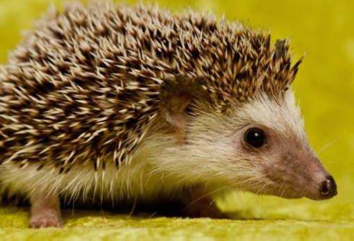 Κόκκινη Λίστα: Είδος υπό απειλή κοντεύουν να γίνουν οι σκαντζόχοιροι