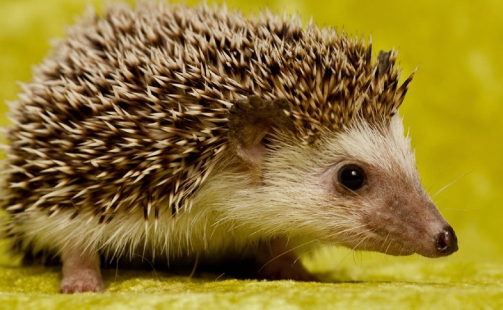 &Kappa;ό&kappa;&kappa;&iota;&nu;&eta; &Lambda;ί&sigma;&tau;&alpha;: &Epsilon;ί&delta;&omicron;&sigmaf; &upsilon;&pi;ό &alpha;&pi;&epsilon;&iota;&lambda;ή &kappa;&omicron;&nu;&tau;&epsilon;ύ&omicron;&upsilon;&nu; &nu;&alpha; &gamma;ί&nu;&omicron;&upsilon;&nu; &omicron;&iota; &sigma;&kappa;&alpha;&nu;&tau;&zeta;ό&chi;&omicron;&iota;&rho;&omicron;&iota;