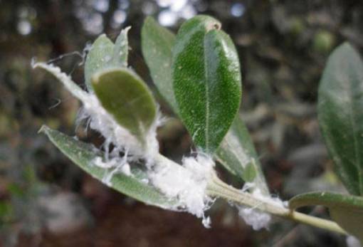 Βαμβακάδα της ελιάς: Ένας ήπιος αλλά ανεπιθύμητος επισκέπτης