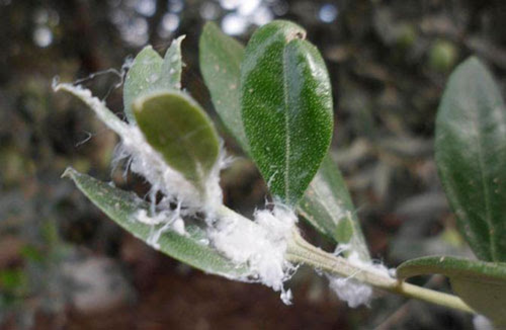 &Beta;&alpha;&mu;&beta;&alpha;&kappa;ά&delta;&alpha; &tau;&eta;&sigmaf; &epsilon;&lambda;&iota;ά&sigmaf;: Έ&nu;&alpha;&sigmaf; ή&pi;&iota;&omicron;&sigmaf; &alpha;&lambda;&lambda;ά &alpha;&nu;&epsilon;&pi;&iota;&theta;ύ&mu;&eta;&tau;&omicron;&sigmaf; &epsilon;&pi;&iota;&sigma;&kappa;έ&pi;&tau;&eta;&sigmaf;