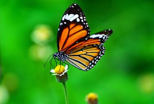 Πώς ένα σμήνος πεταλούδων πέταξε 4.200 χιλιόμετρα πέρα από τον Ατλαντικό χωρίς να σταματήσει