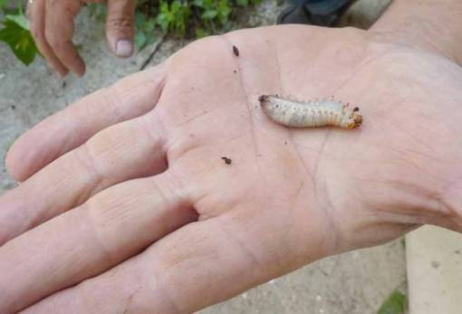 Το σκαθάρι των φοινίκων