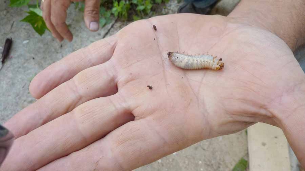&Tau;&omicron; &sigma;&kappa;&alpha;&theta;ά&rho;&iota; &tau;&omega;&nu; &phi;&omicron;&iota;&nu;ί&kappa;&omega;&nu;