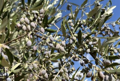 Κινητικότητα στη Λακωνία για τις ζημιές στις ελιές