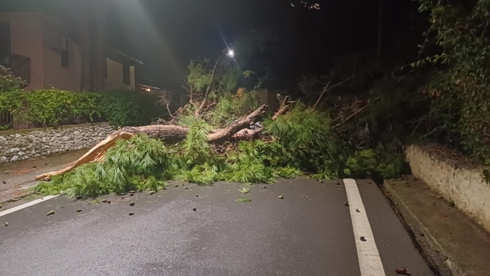 &Mu;&epsilon;&gamma;ά&lambda;&omicron; &delta;έ&nu;&tau;&rho;&omicron; έ&sigma;&pi;&alpha;&sigma;&epsilon; &kappa;&alpha;&iota; έ&pi;&epsilon;&sigma;&epsilon; &kappa;&alpha;&tau;ά &mu;&epsilon;&sigma;ή&sigmaf; &tau;&omicron;&upsilon; &delta;&rho;ό&mu;&omicron;&upsilon; &sigma;&tau;&omicron;&nu; &Mu;&upsilon;&sigma;&tau;&rho;ά