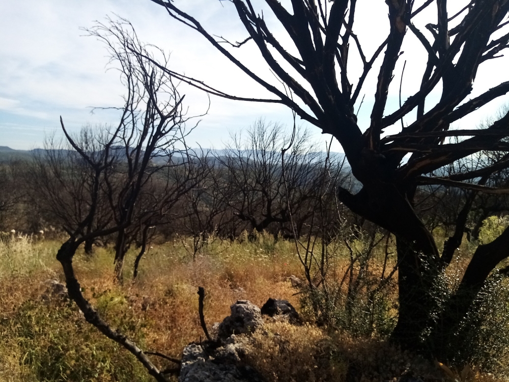 &Kappa;&alpha;&mu;έ&nu;&epsilon;&sigmaf; &alpha;&lambda;&lambda;ά &laquo;&kappa;&omicron;&mu;&mu;έ&nu;&epsilon;&sigmaf;&raquo; &pi;&epsilon;&rho;&iota;&omicron;&chi;έ&sigmaf; &tau;&omicron;&upsilon; &Sigma;&mu;ύ&nu;&omicron;&upsilon;&sigmaf;