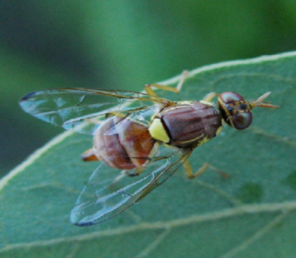 &Alpha;&nu;&iota;&chi;&nu;&epsilon;ύ&tau;&eta;&kappa;&epsilon; &epsilon;&pi;&iota;&beta;&lambda;&alpha;&beta;έ&sigmaf; έ&nu;&tau;&omicron;&mu;&omicron; &sigma;&epsilon; &epsilon;&sigma;&pi;&epsilon;&rho;&iota;&delta;&omicron;&epsilon;&iota;&delta;ή &sigma;&tau;&eta; &Lambda;&alpha;&kappa;&omega;&nu;ί&alpha;