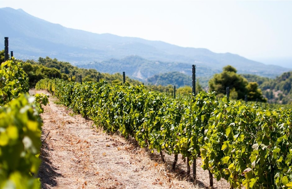 &Upsilon;&pi;&omicron;&beta;&omicron;&lambda;ή &alpha;&iota;&tau;ή&sigma;&epsilon;&omega;&nu; &gamma;&iota;&alpha; &tau;&omicron; &pi;&rho;ό&gamma;&rho;&alpha;&mu;&mu;&alpha; &alpha;&nu;&alpha;&delta;&iota;ά&rho;&theta;&rho;&omega;&sigma;&eta;&sigmaf; &kappa;&alpha;&iota; &mu;&epsilon;&tau;&alpha;&tau;&rho;&omicron;&pi;ή&sigmaf; &alpha;&mu;&pi;&epsilon;&lambda;ώ&nu;&omega;&nu;