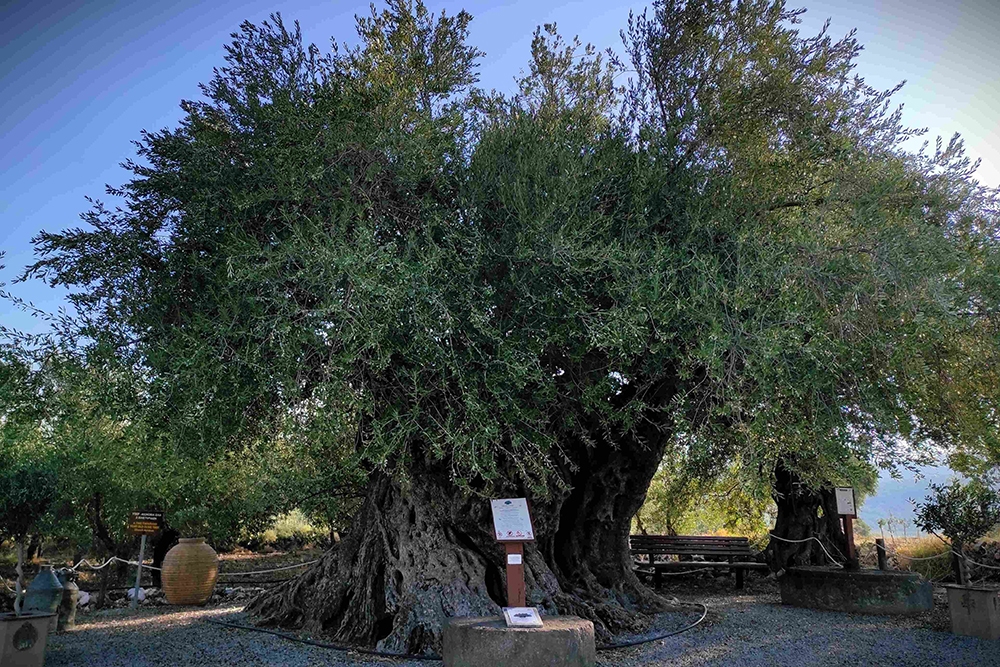 &Delta;ύ&omicron; &chi;&iota;&lambda;&iota;&epsilon;&tau;ί&epsilon;&sigmaf; &iota;&sigma;&tau;&omicron;&rho;ί&alpha;&sigmaf; &sigma;&tau;&iota;&sigmaf; &rho;ί&zeta;&epsilon;&sigmaf; &tau;&eta;&sigmaf; &Alpha;&pi;&iota;&delta;έ&alpha;&sigmaf;