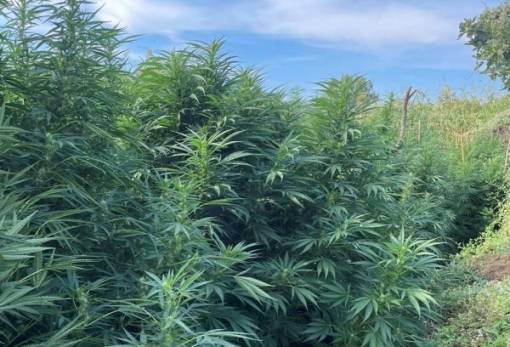 Χασισοφυτεία ξεσκεπάστηκε σε ερημική τοποθεσία του Δ. Ευρώτα